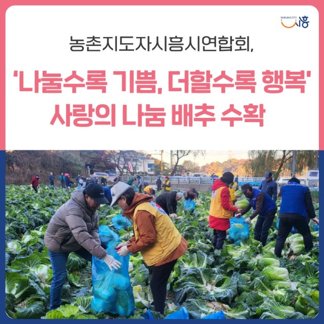 보도자료12-농촌지도자시흥시연합회,-사랑의-나눔-배추-수확.jpg